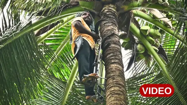 కొబ్బరితోట