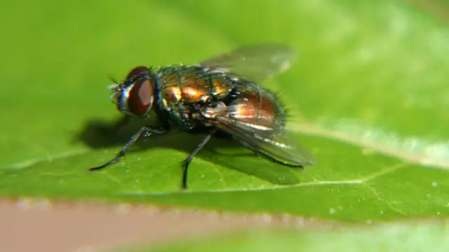 Муха на зеленому листку