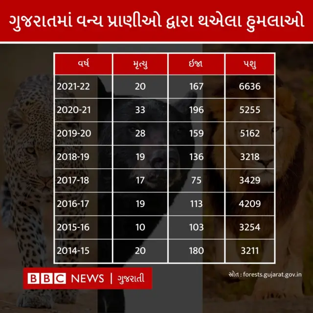 સિંહ-દીપડાના હુમલા વધ્યા