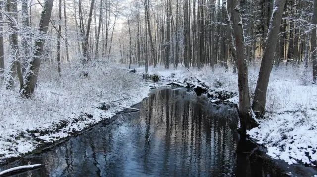 Cuộc khủng hoảng di cư đang diễn ra khiến tính đa dạng sinh học của Rừng Bialowieza thay đổi