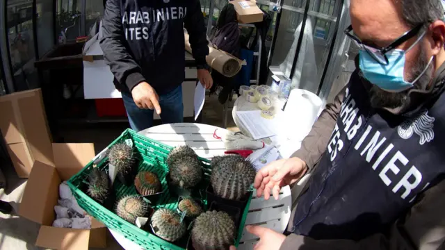 Policía italiana con cajas llenas de cactus incautados. 