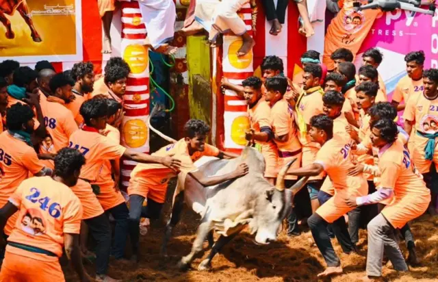 ஜல்லிக்கட்டு: பெண்கள் மாடுபிடி வீரர்களாக பங்கேற்காதது ஏன்? எது தடுக்கிறது?