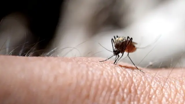 एडिस इजिप्ती डास