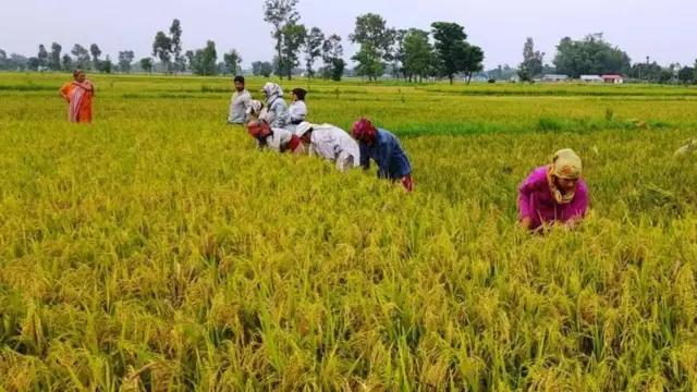 खेतमा धान काट्दै किसानहरू