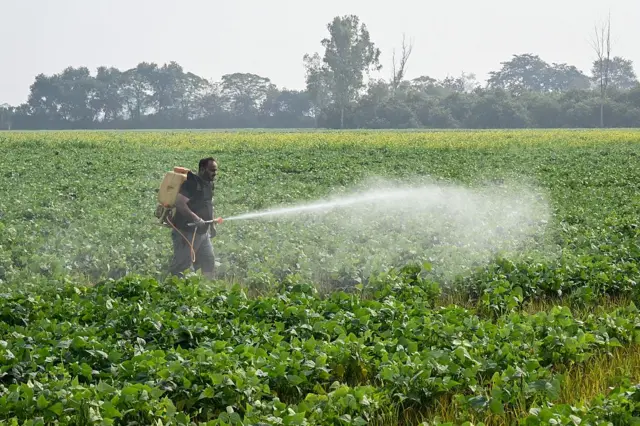 કચ્છ, ગુજરાત, વીંછીના ફાયદા, વીંછીના ખેતીને ફાયદા, જંતુનાશક, બીબીસી ગુજરાતી, ગુજરાતમાં ખેતી