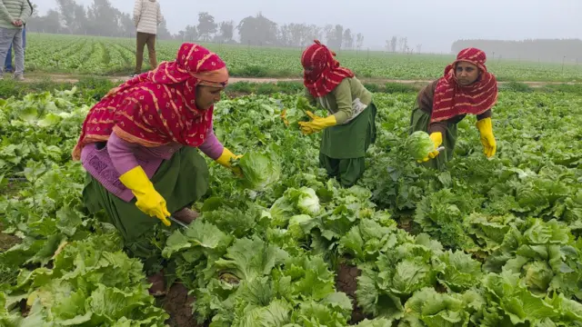 ਖੇਤ ਵਿੱਚ ਕੰਮ ਕਰਦੀਆਂ ਮਜ਼ਦੂਰਾਂ