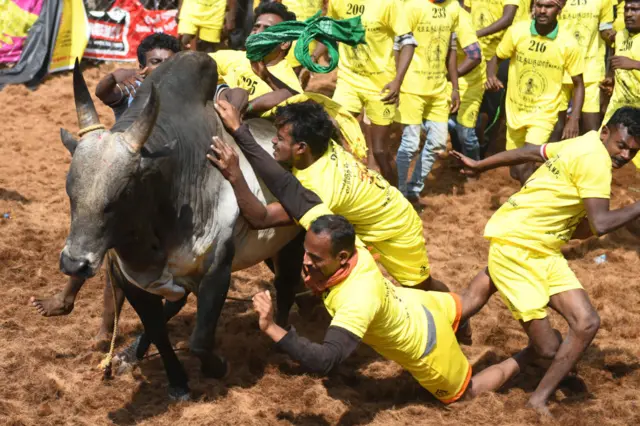 ஜல்லிக்கட்டு