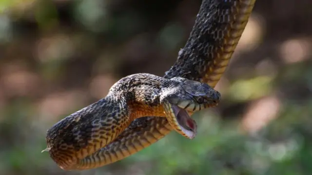 విషపూరిత పాములు, కింగ్ కోబ్రా, తాచుపాము, నాగు పాము, యాంటీ వెనమ్