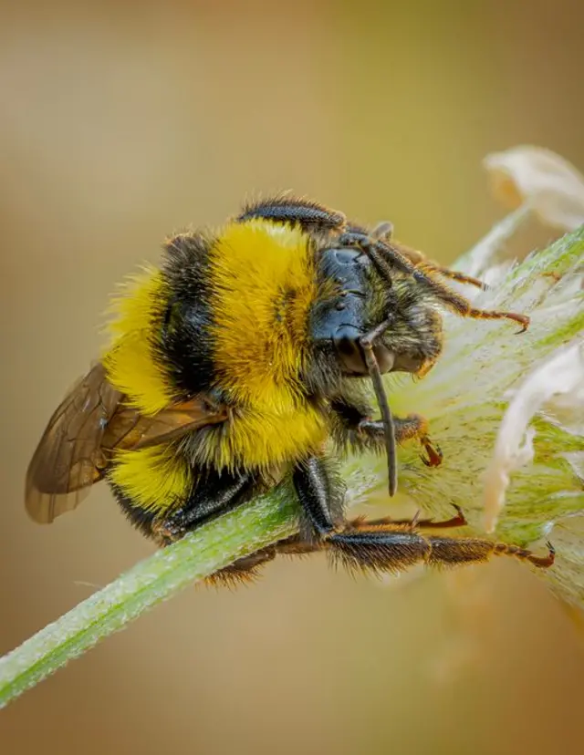 अंतराळवीरांच्या आहारात असतील अळ्या आणि माशा