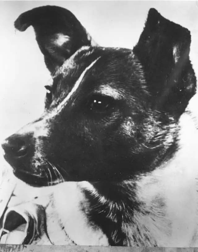 Sputnik Dog
1957: A close-up of Laika, the dog used to relay biomedical information in the Soviet 'Sputnik II' outer-space investigation programme