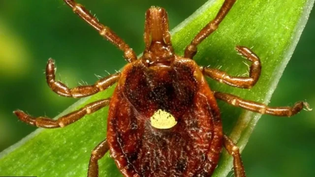 লোন স্টার টিক-এর পিঠে একটা সাদা দাগ থাকে