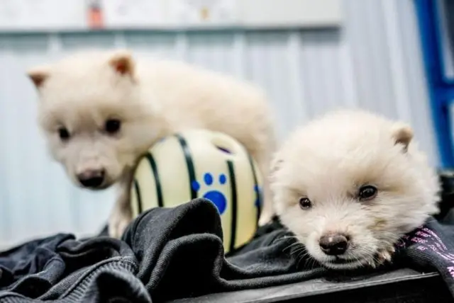 વરુ, ડાયનાસોર, વિલુપ્ત થયેલી પ્રજાતિઓ, પ્રાણીઓ, બીબીસી ગુજરાતી