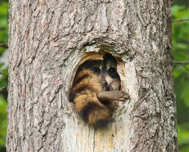 Bineentii miilashee gadi baaftee teessu