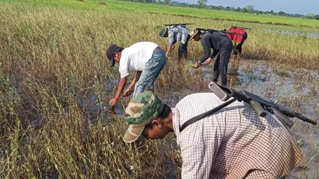   မုန်တိုင်းကြောင့် ပျက်စီးသွားတဲ့ သီးနှံစိုက်ခင်းတွေကို ရွှေဘိုခရိုင် အမှတ်(၂၀)တပ်ရင်းက ကူညီရိတ်သိမ်းရှင်းလင်းပေးနေမှု။