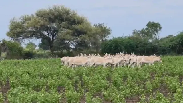 સુરેન્દ્રનગર, કચ્છનું નાનું રણ, કચ્છનું મોટું રણ, ઘુડખર, કચ્છ જિલ્લો, સુરેન્દ્રનગર જિલ્લો, બીબીસી ગુજરાતી, ગુજરાત, અગરિયાઓની સ્થિતિ, વરસાદનું પાણી, કચ્છમાં પાણી, ગુજરાતના સમાચાર