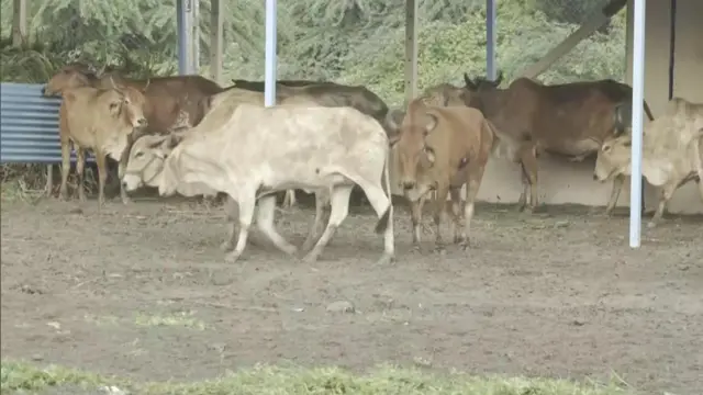 தோல் அம்மை நோய்