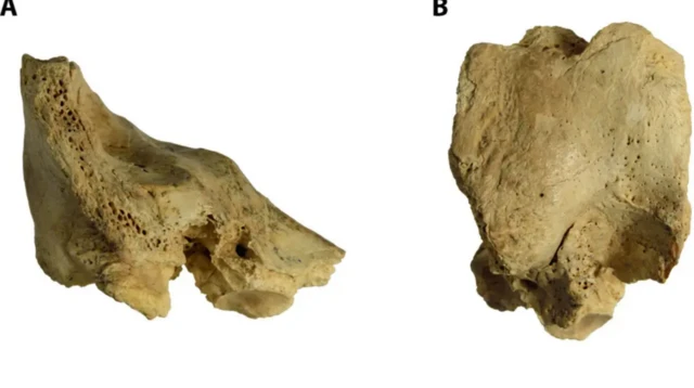 பரிணாம வளர்ச்சியில் நவீன மனிதர்களை தனித்துவமிக்கவர்களாக மாற்றுவது எது?