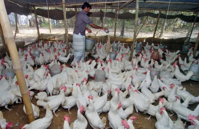 এ বছর শীতে অনেক মুরগি মারা যাচ্ছে