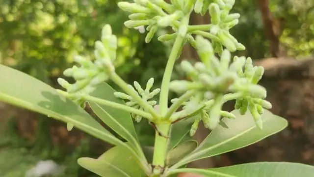 ભૂતિયાં ઝાડ