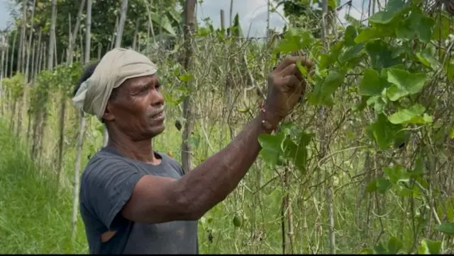 બીન, ગોકળગાય