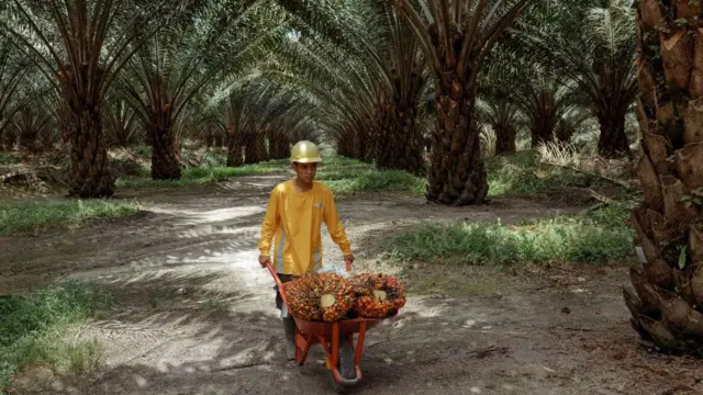 Perkebunan kelapa sawit