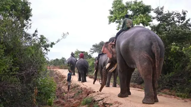 பெங்களூருவில் உள்ள விதான சவுதா அருகே ஏற்பாடு செய்யப்பட்ட ஒரு சிறப்பு நிகழ்வில் யானைகள் ஓப்படைக்கப்பட்டன.
