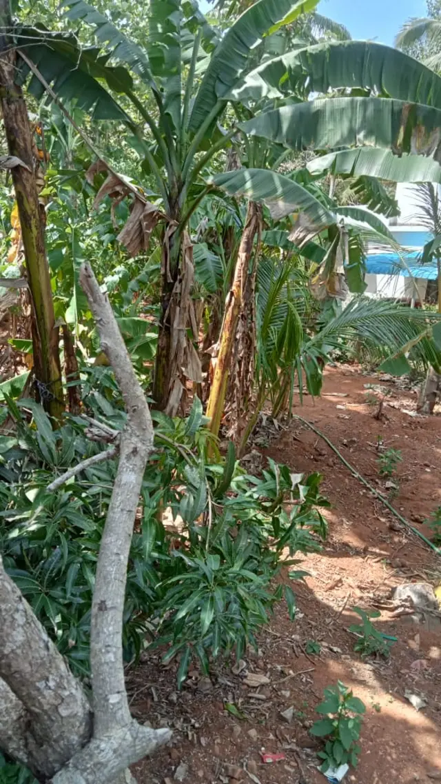 அரிய வகை வாழைகள்