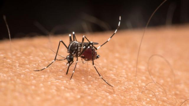 O mosquito da dengue, Aedes aegypti, é reconhecido por sua coloração escura com listras brancas ao longo do corpo e pernas