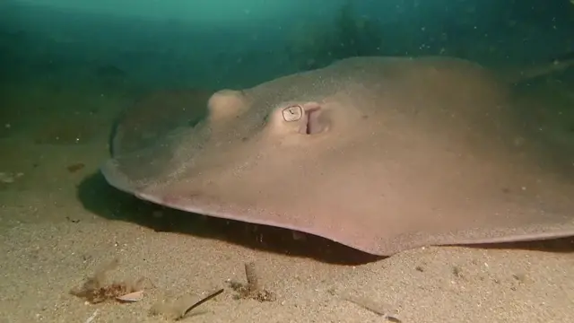 ปลากระเบนจิ๋วชนิดธรรมดา (common stingaree) มีอยู่มากที่นอกชายฝั่งทางตะวันออกของออสเตรเลีย