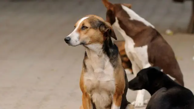 தெரு நாய்களின் உடலில் மைக்ரோ சிப் பொருத்தும் சென்னை மாநகராட்சி - எதற்காக? என்ன பயன்?