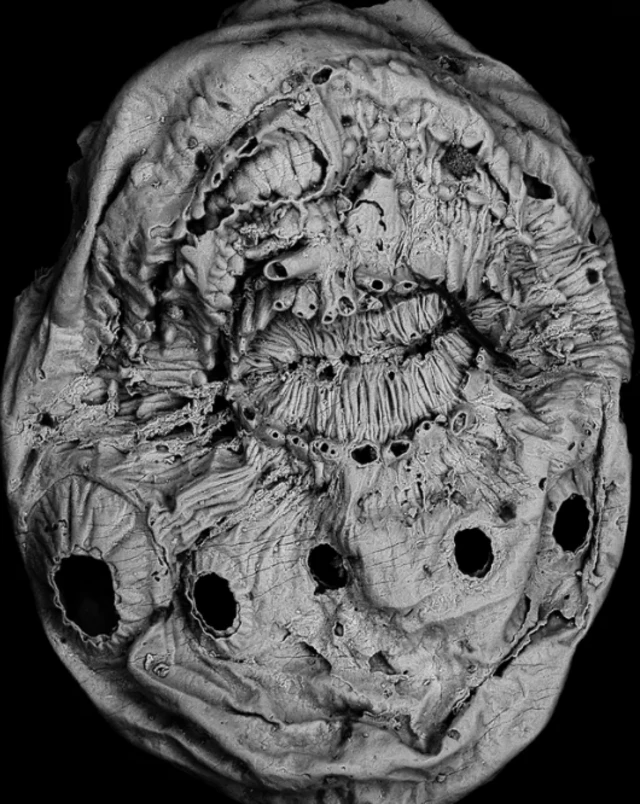 ซากฟอสซิลของ Saccorhytus coronarius 