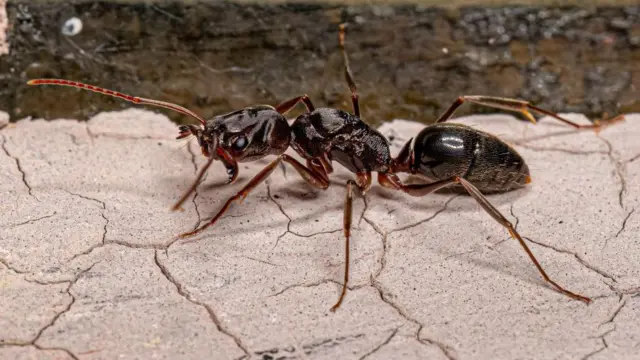 చీమలు, జీవవైవిధ్యం, పర్యావరణం, ప్రకృతి