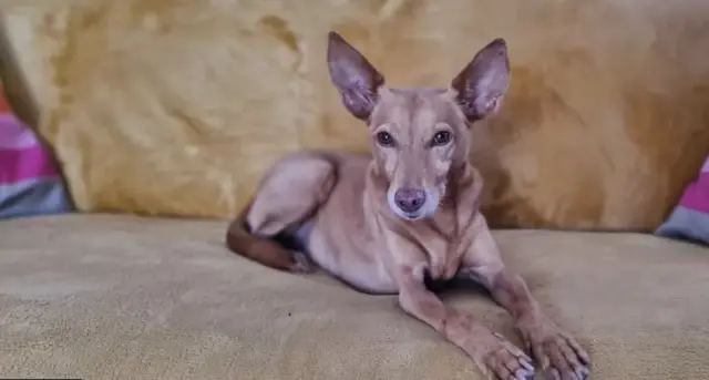 Pip isimli köpeğin fotoğrafı