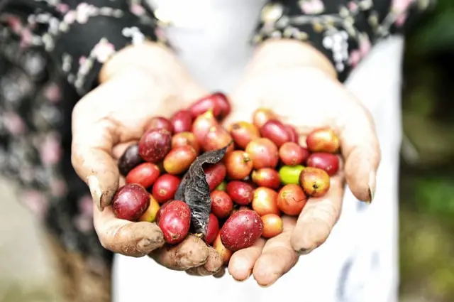 Seorang pekerja perempuan memegang biji kopi arabika Gayo selama panen di Paya Tumpi, sebuah desa wisata di Takengon, Aceh tengah pada 18 September 2022. 
