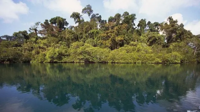 ఉష్ణమండల వర్షారణ్యాలు