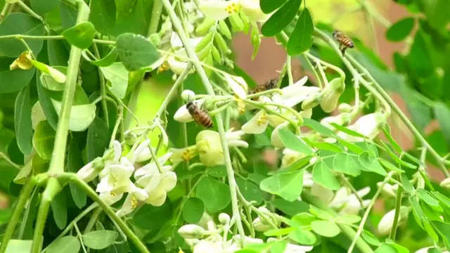 தேனீ