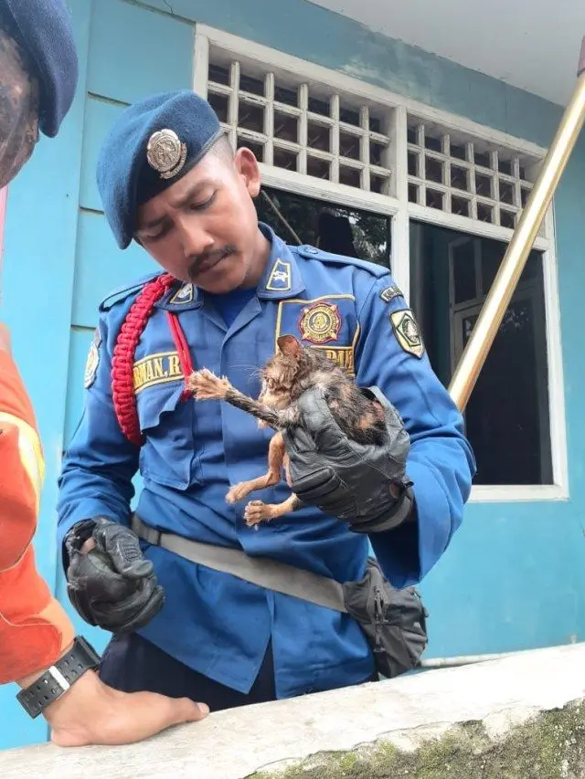 Petugas damkar evakuasi anak kucing yang tercebur ke sumur.