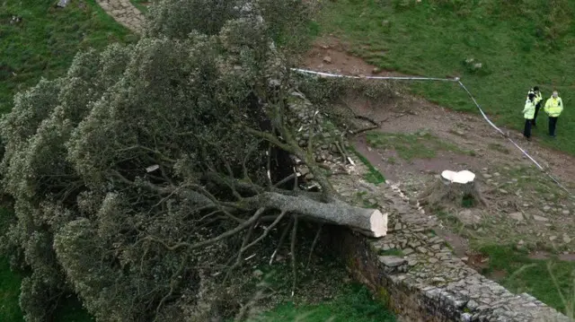 Hoton bishiyar ta Sycamore Gap bayan an sare ta, ga jami'an ƴan sanda uku a kusa da ita