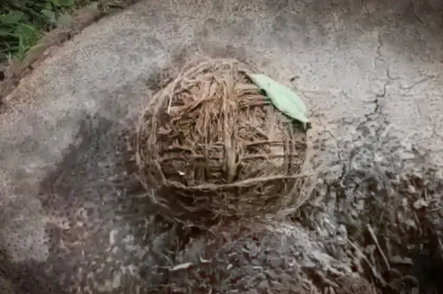 ਪੱਛਮੀ ਬੰਗਾਲ ਵਿੱਚ ਅੱਜ ਦੇ ਕੱਚੇ ਬੰਬ ਜੂਟ ਦੀਆਂ ਰੱਸੀਆਂ ਨਾਲ ਬੰਨ੍ਹੇ ਹੁੰਦੇ ਹਨ