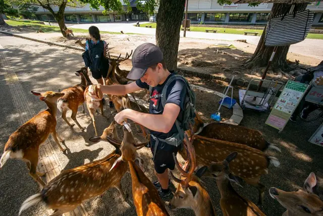 Турист в окружении любопытных оленей, в руках у него специальные крекеры сэмбэй.
