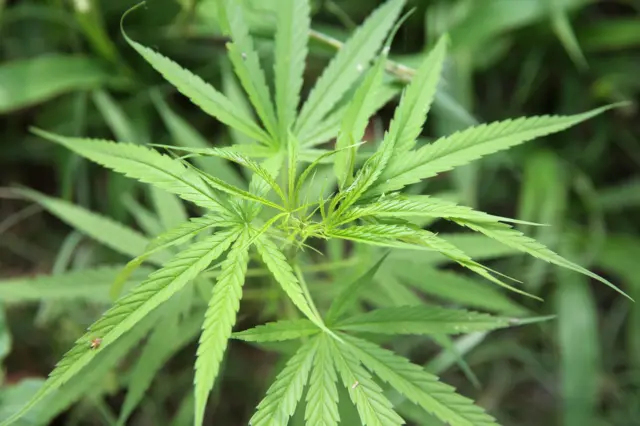 கோவை, கல்லூரி மாணவர்கள், போதைப் பொருள், குற்றம்
