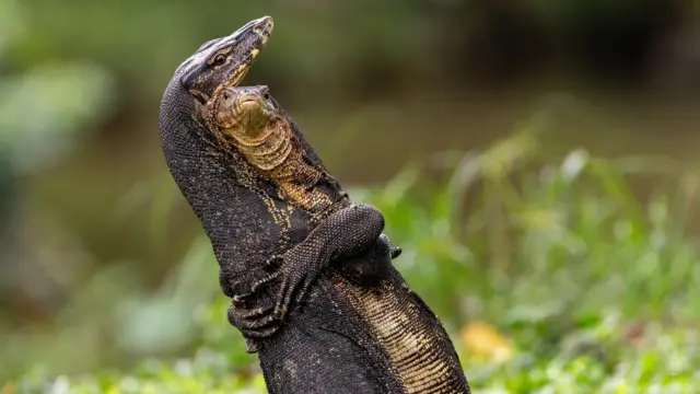 Obejmujące się varanusy