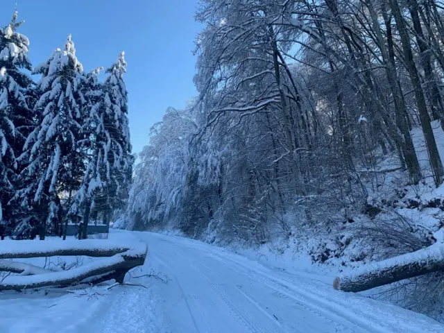 Zavejan put kroz šumu