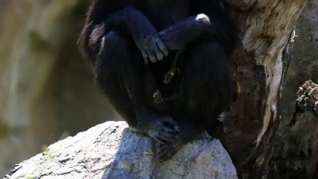 Para petugas kebun binatang membiarkan simpanse Natalia menggendong jasad anaknya yang sudah menjalani proses penguraian alami.