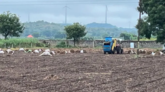 ચોમાસું, મગફળી, વરસાદ, વરસાદથી નુકસાન, ખેતી, કપાસ, બીબીસી ગુજરાતી, સૌરાષ્ટ્ર