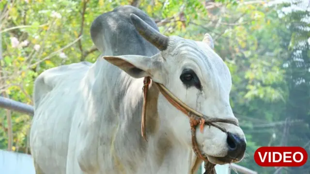 ఒంగోలు గిత్త 