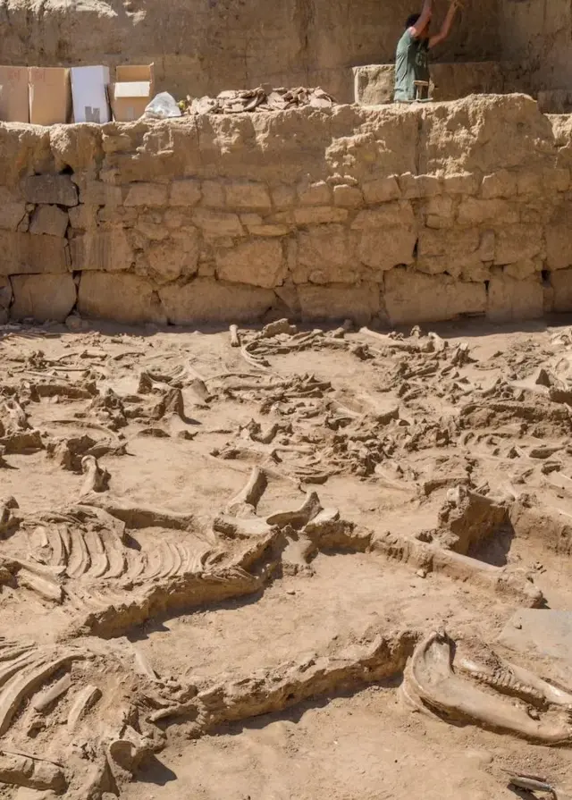 Casas de Turuñuelo est le lieu du plus grand sacrifice d'animaux de la région - plus de 50 animaux