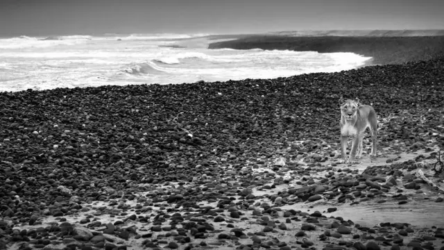 Foto karya Griet Van Malderen yang menunjukkan singa gurun Namibia yang berburu hewan laut di Skeleton Coast.