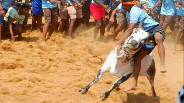 ஜல்லிக்கட்டு 