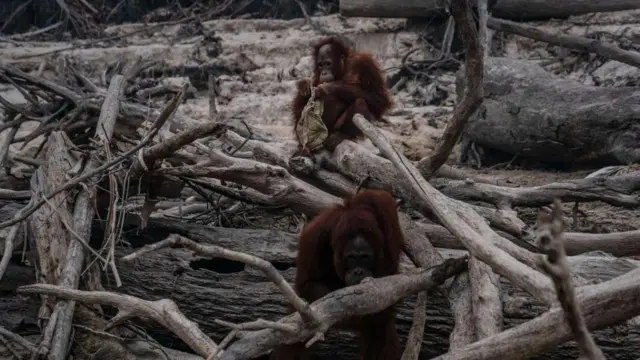 Orangutan Kalimantan (Pongo pygmaeus) terlihat di Pulau Salat saat kabut asap kebakaran hutan menyelimuti kawasan Marang pada 15 September 2019 di pinggiran Palangkaraya, Kalimantan Tengah